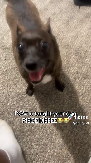 Teach Your Dog the