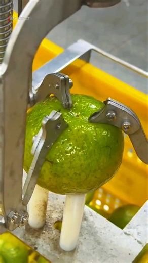 Workers Crush Oranges Under a Machine—But the Fruit Doesn’t Break | Orange Peel Processing #shorts
