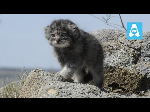 Pallas’s Cat Kittens See the World for the First Time 🐾 | First Steps Outside the Den