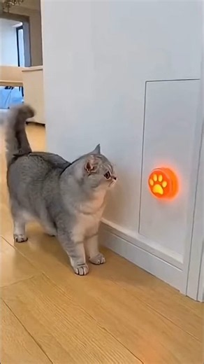 The Cat Pressed the Sensor... But a HUSKY Head Jumped Out!🥴🐶 #catwatch