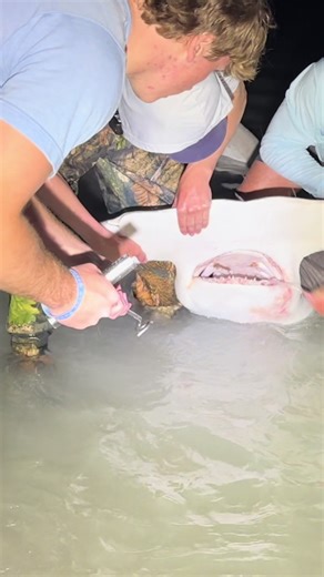 Big Baits for Catching Shark Off the Beach