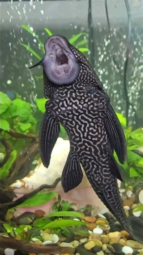 Sucker Fish: Pet Turned River Killer 😱