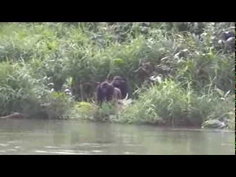 Tansy Aspinall And The Gorillas: Reunited At Last! - OFFICIAL VIDEO