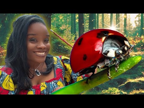 How a Ladybug Grows 🐞 | Life Cycle for Kids (Egg → Larva → Pupa)