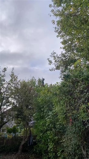 1.4K views | We work in a team of 5 on tree surgery. Our team of 5 can quickly trim, cut and dismantle your trees to your requirements. South Liverpool tree surgery Karl Fischer Garden Grounds & Tree Maintenance Limited Call Karl | Karl Fischer Garden Grounds & Tree Maintenance Limited | Facebook