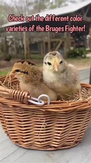 The Bruges Fighter are the oldest of the three Belgian gamefowl. These birds have numerous color varieties and can have fibromelanistic skin, setting them apart from their cousin, the Liege Fighter. 💥Check out their breed page! https://greenfirefarms.com/bruges_fighter.html #greenfirefarms #farmingdoneright #farmlife #farm #farming #sustainablefarming #sustainability #chickens #poultry #hatchingeggs #homestead #backyardchickens #backyardpoultry #chickensofinstagram #chickenlife #countryliving #