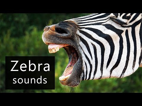 Zebra sounds!