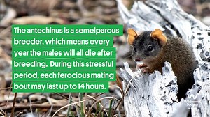 1.2K views · 65 reactions | Happy Valentine's Day! ❤️ Have you ever wondered which Australian animal burps to attract a mate? Or, even more unusually—which unique species forms a mating train, ten animals long? For those and other interesting facts, check out our video! | The Wilderness Society | Facebook