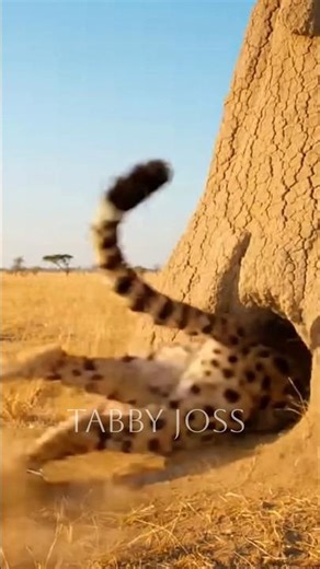 Cheetah vs Hyena: The Ultimate Escape! 🐆💨