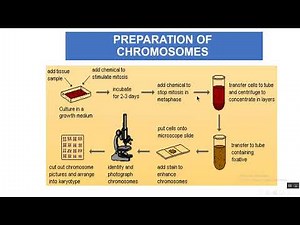 karyotyping& chromosomal anomalies