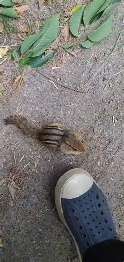 Chip been missing for days