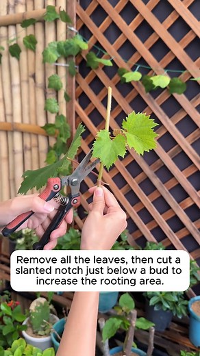 99K views · 1.1K reactions | Tips for effectively propagating grape branches at home #gardeningfun #gardening_feature #urbangardening | Home Gardening | Facebook