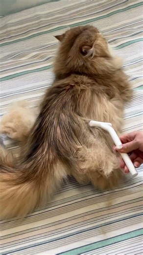 Shedding Season Therapy: The Only ASMR Video You Need This April #aumuca #aumucacatbrush