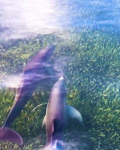 Vacation Memories = Snorkeling & Dolphins? Yes, please! 🐬 🐠 Save up to $20* on Select Trips | Fury Water Adventures Key West