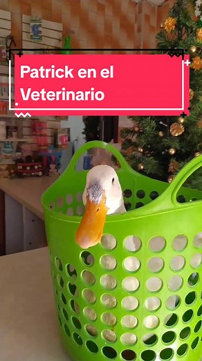 Cuidados de un Pato: Consejos del Veterinario