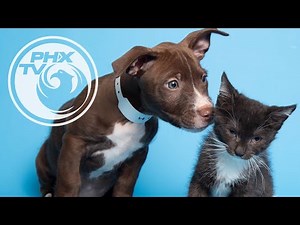 Pet Adoption in a Pandemic - Phoenix Pets