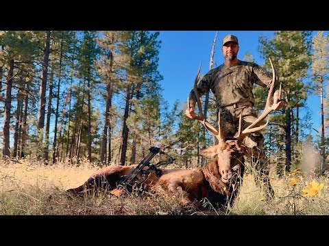 2024 Arizona Unit 8 Elk kill