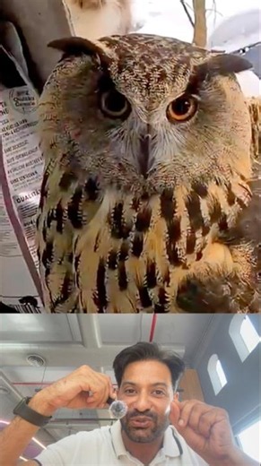 Story of an owl and a girl , real example of humanity