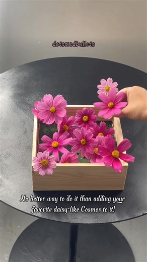 Cosmos are known for their daisy-like petals and bright yellow centers, often appearing in shades of pink, magenta, and white. They're popular in gardens for their airy, delicate look and their ability to attract butterflies. What about you? What is your favorite flower? #dotsandbullets #fypシ #shortsvideos #flowers #cosmos | Dots and Bullets