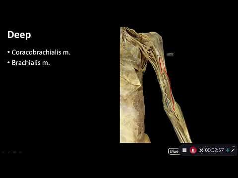 Anterior Compartment of Arm: Overview of Upper Limb - Dissection Supplement