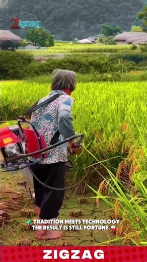 This SMART Rice FARMING TECHNOLOGY Uses a Cool MACHINE! 🌾 #farming