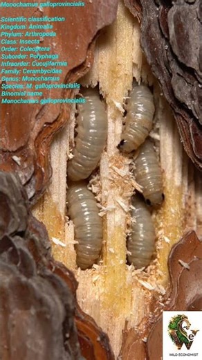 #Insects#Insect#InsectLovers#InsectWorld#Insectagram