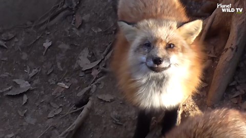 Fearless Wild Foxes Show Off Their Bold Personalities