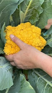 Plant trap crops near but not touching the food plants you are protecting. When pests find your garden they’ll be attracted to the trap crops first where you can remove or treat them there before they damage your preferred food plants. This often looks like removing affected leaves, picking off pests or spraying with BT thuricide for caterpillars specifically. TRAP PLANTS to draw pests a way from vulnerable varieties: Mustard Greens for pests on your brassicas (kale, broccoli, cauliflower, Bruss