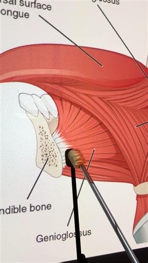 Genioglossus #kinesiology #anatomy #anatomystudy #biomechanics #science #biology