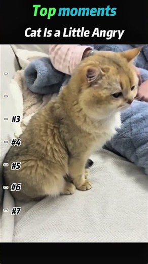 Cat Is a Little Angry – The Sass Is Real 😂🐱