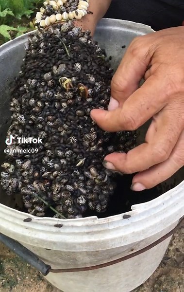 Understanding Seeds: Types and Sorting Techniques