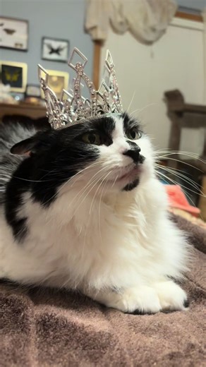 Cats Being Weird: Clippy Cat's Confusing Looks