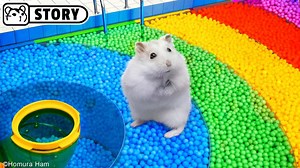 3.5K views · 160 reactions | Look at this colorful ball pit! Isn't this cute? Today, our hamster is having fun trying to overcome this cute maze full of challenges made from cardboard and soft materials. Can you imagine a human playground that looks this fun? 梁 #Hamster #HomuraHam #Hamsters #FunnyHamsters #CuteHamsters #Pets #Animals #HamsterMaze #HamsterCourse #HamsterLabyrinth #ballpitforhamster #cutehamstermaze | Homura Ham | Facebook