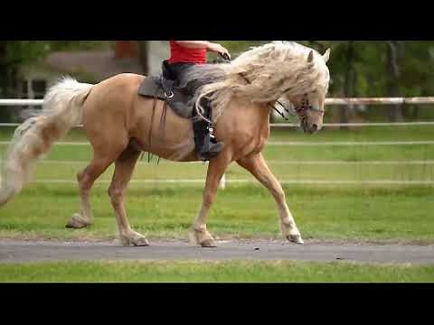 Saddle rack - the smooth gait for all gaited horses