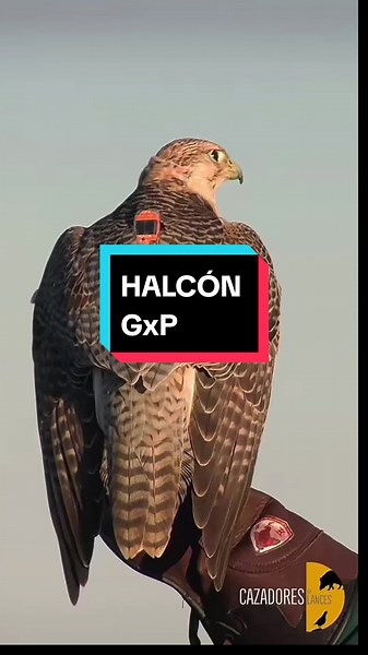 Navajita: El Halcón Gerifalte de los Halcones de Langes