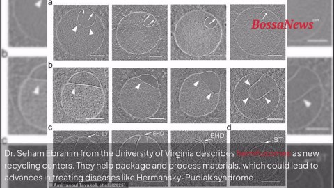 Scientists discover mysterious new structure inside human cells