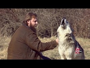 Howling wolves and exotic animals in Massachusetts