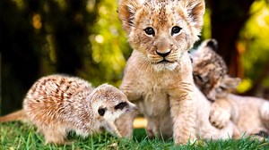 187K views · 3.2K reactions | A hyena pup, a couple of lion cubs, and one fiesty meerkat...at this animal rescue, Hakuna Matata's on full display 女 | Love Nature | Facebook