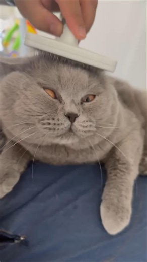 My British Shorthair Is LOVING This Brush! 😻✨