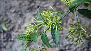 Djeruk limau commonly know as lime or lemon plant leaves, buds ,flowers and stem in an Indian garden.
