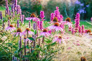 15 Perennials to Plant in the Fall for Next Year's Garden  | LoveToKnow