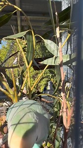 28K views · 1.5K reactions | Scientifically known as 'avian...