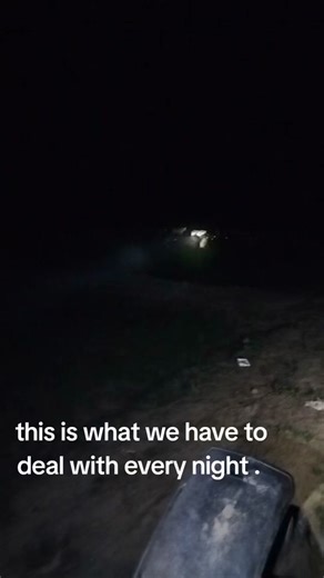 sleepless nights trying to protect our rice .#cows #damage #rice #farmlife #agriculture #crop #guyana🇬🇾 .