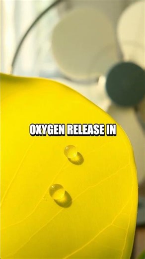 Leaf Lab at Home A Breath of Science