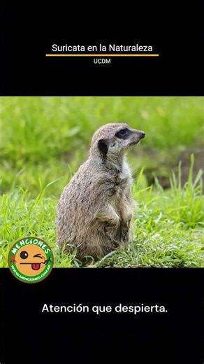 Suricata – Atención que despierta – #UCDM