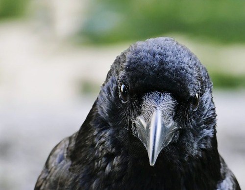 How Long Do Crows Live? We Flock Around For The Answer.
