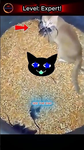 This Cat’s Got Skills – Mouse Hunting Level: Expert! 🐭🔥