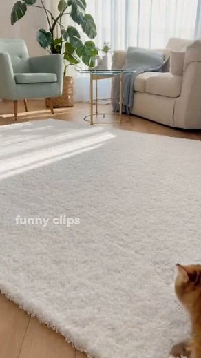 Little Rascal #animals #rescue #wild | Funny clips