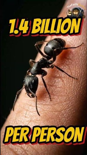 1 4 Billion Insects Per Person