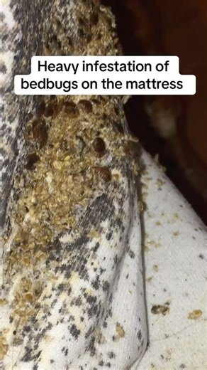 Peski on Instagram: "Another day, another infestation 😤 been seeing jobs like this for years — but the way customers find pest control is broken. We’re building something to fix it. 🔧 For techs. 🧠 For reps. ⚡️ For customers who need professional help fast. If you want early access DM me “PESKI”"